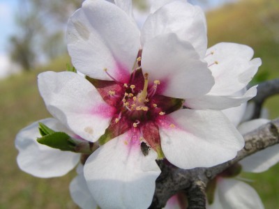 Flor del almendro en febrero en Jalón
